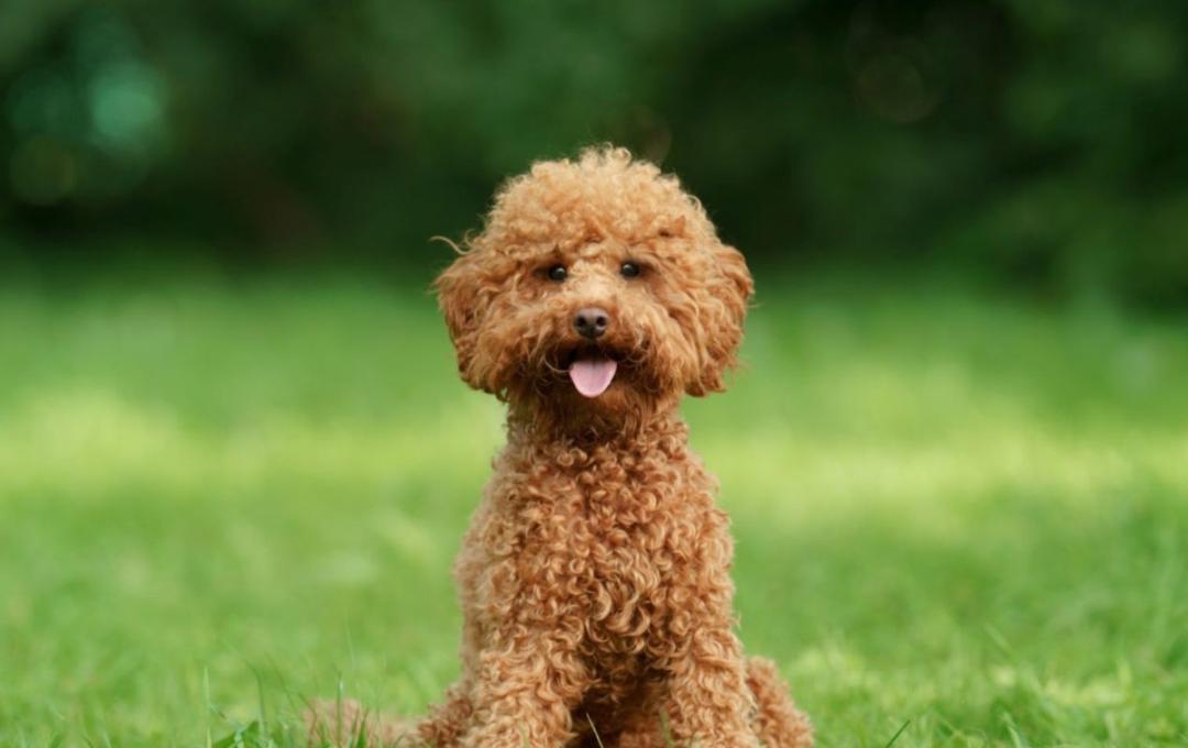 Why Pet Influencers Are Winning the Algorithm