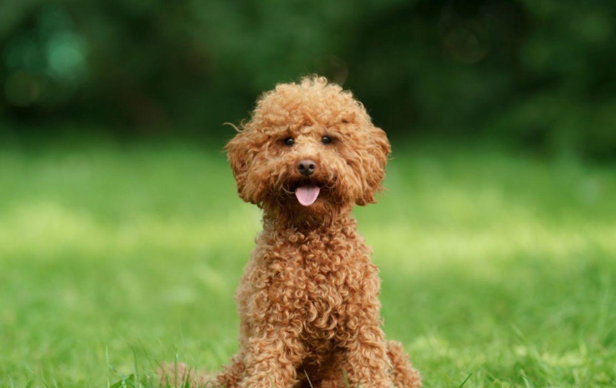 Why Pet Influencers Are Winning the Algorithm