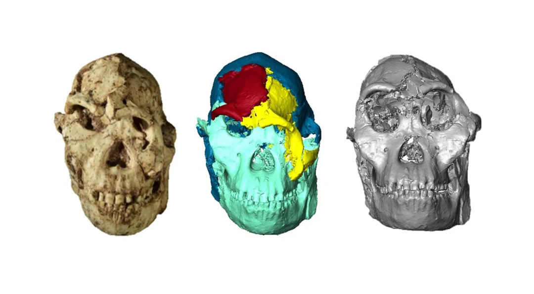 Scientists Digitally Reconstruct the Face of ‘Little Foot,’ One of the Oldest Human Ancestors