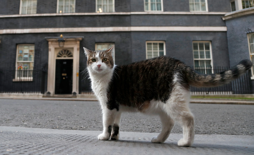 Larry the Cat Marks 15 Years as Downing Street’s Chief Mouser