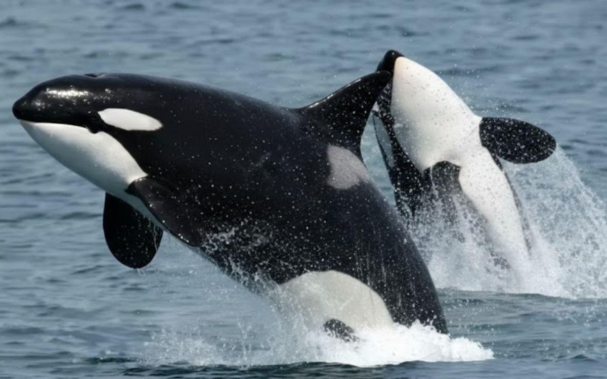 Orca Warning in Oman: Don't Dive Near Killer Whales to Film Them