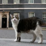 Larry the Cat Marks 15 Years as Downing Street’s Chief Mouser
