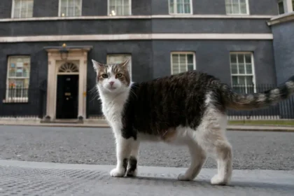 Larry the Cat Marks 15 Years as Downing Street’s Chief Mouser