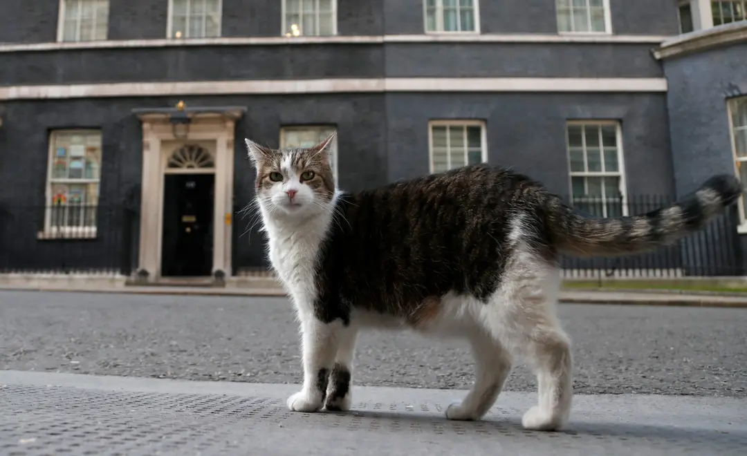 Larry the Cat Marks 15 Years as Downing Street’s Chief Mouser