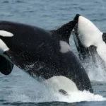 Orca Warning in Oman: Don't Dive Near Killer Whales to Film Them
