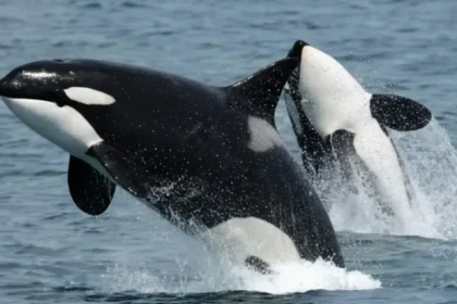 Orca Warning in Oman: Don't Dive Near Killer Whales to Film Them