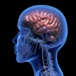 Scientists Discover Hidden Brain “Drain” That Helps Remove Waste
