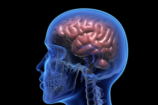 Scientists Discover Hidden Brain “Drain” That Helps Remove Waste