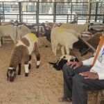 Indian Goats Fly Into UAE for Eid Al-Adha as Prices Climb