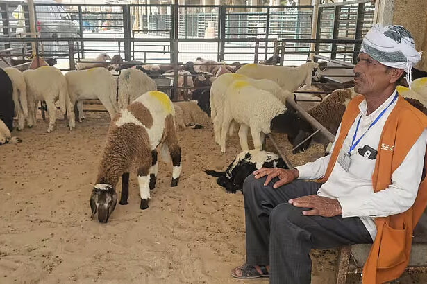 Indian Goats Fly Into UAE for Eid Al-Adha as Prices Climb