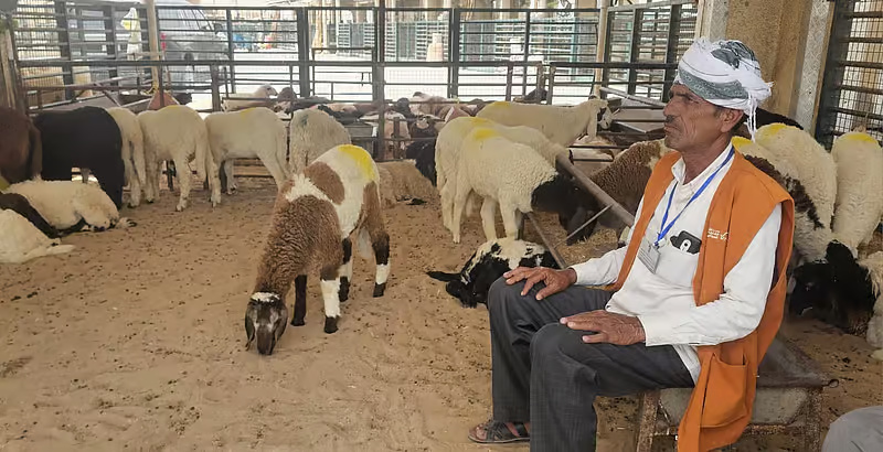 Indian Goats Fly Into UAE for Eid Al-Adha as Prices Climb
