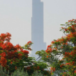 How Madagascar’s Flame Tree Became a Symbol of Dubai