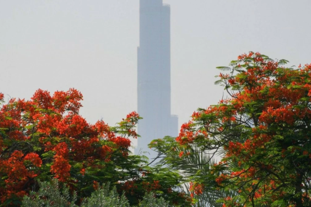 How Madagascar’s Flame Tree Became a Symbol of Dubai
