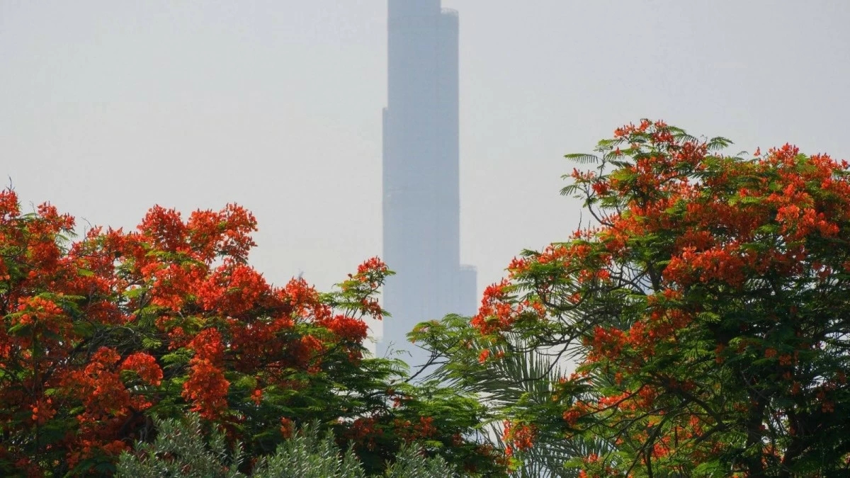 How Madagascar’s Flame Tree Became a Symbol of Dubai