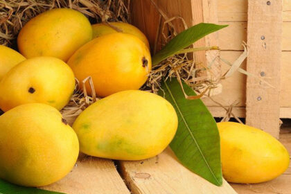 King of Fruits: The Sweet Legacy of Pakistani Mangoes