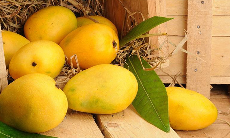 King of Fruits: The Sweet Legacy of Pakistani Mangoes